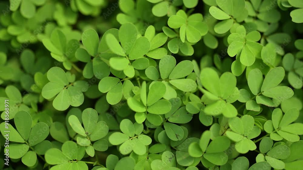Green wild plant leaves, refreshing nature, plants close-up, serene beauty of greenery