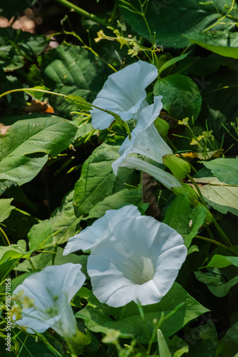 Calystegia sepium (hedge bindweed, Rutland beauty, bugle vine, heavenly trumpets, bellbind, granny-pop-out-of-bed) photo