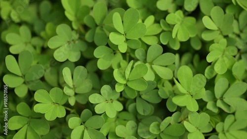 Green wild plant leaves, refreshing nature, plants close-up, serene beauty of greenery