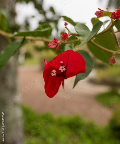 red flowers and green leaves