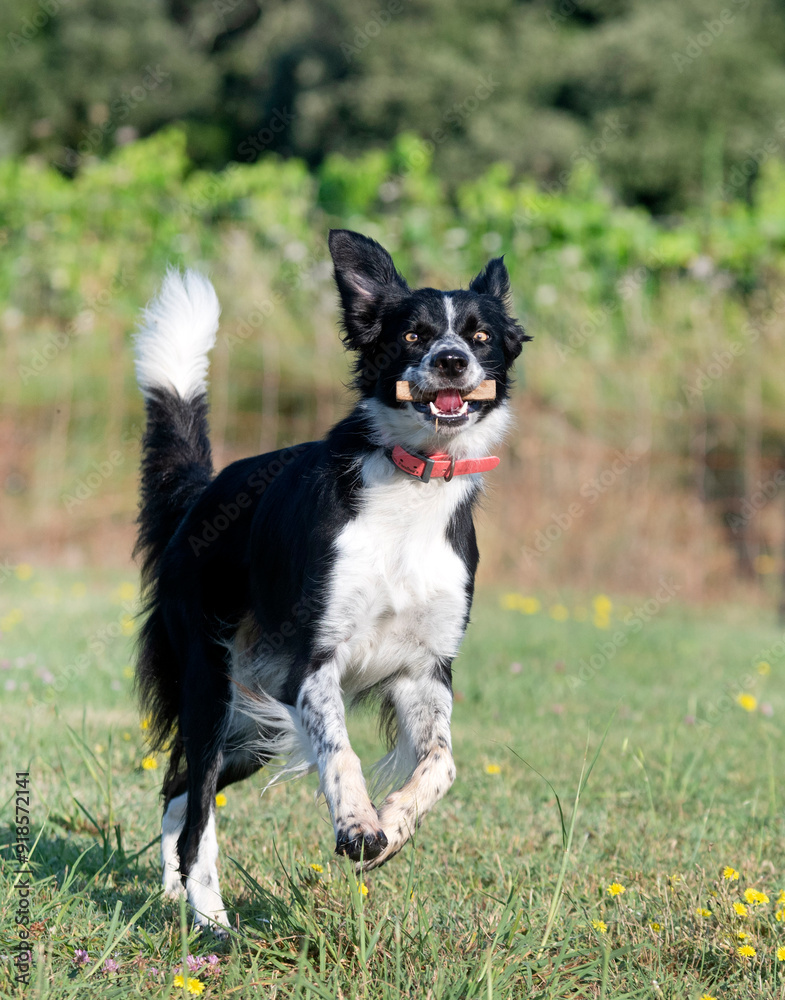 obedience training for border collie obedience training for border collie