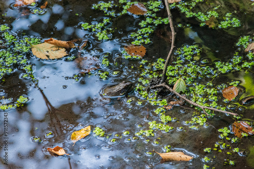 American bullfrog (Lithobates catesbeianus) photo