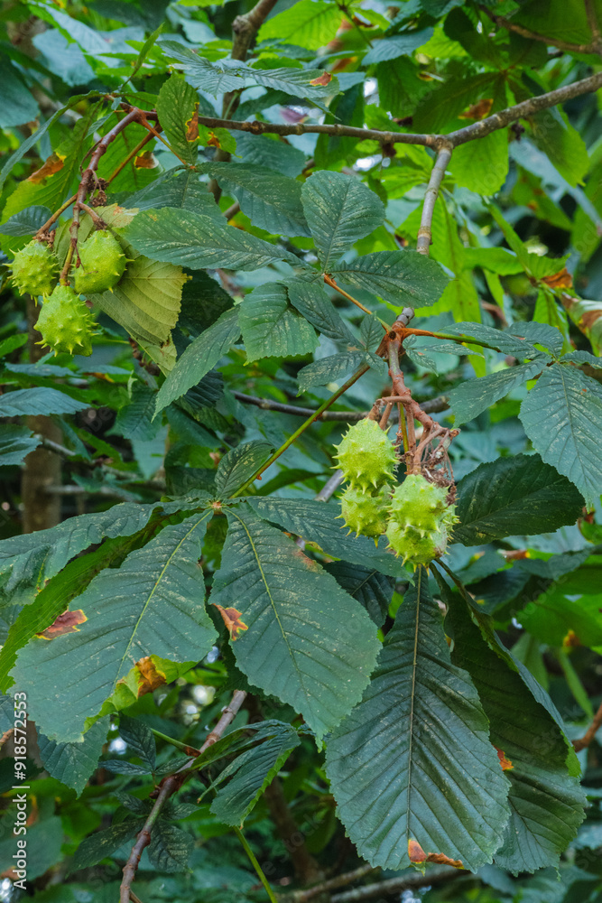 horse chestnut tree (Aesculus hippocastanum)
horse chestnut tree (Aesculus hippocastanum)