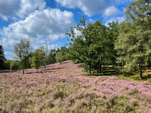 Stunning view of blooming heath with pink purple heather flowers in famous nature reserve park Fischbeker Heide in North Germany	 photo