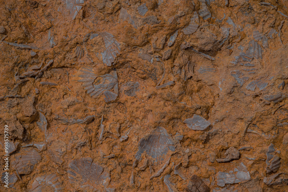 Fossilized shells Fossilized shells