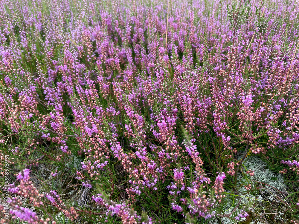 Obraz premium Stunning view of blooming heath with pink purple heather flowers in famous nature reserve park Fischbeker Heide in North Germany 