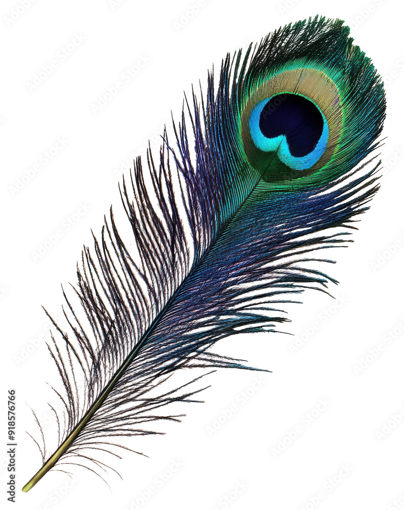 Obraz premium Beautiful peacock feather, cut out - stock png.