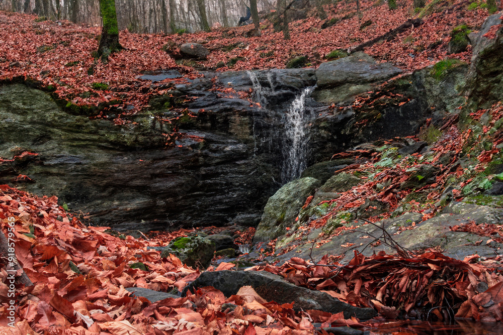 autumn passage with leaves on the ground and small stream autumn passage with leaves on the ground and small stream