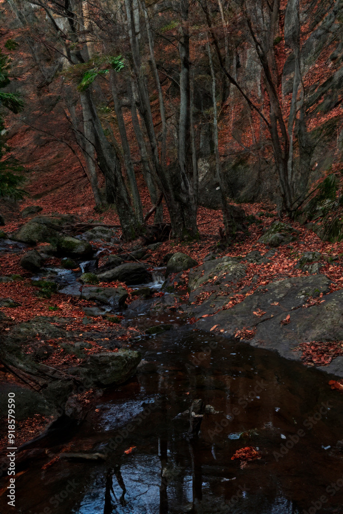 autumn passage with leaves on the ground and small stream autumn passage with leaves on the ground and small stream