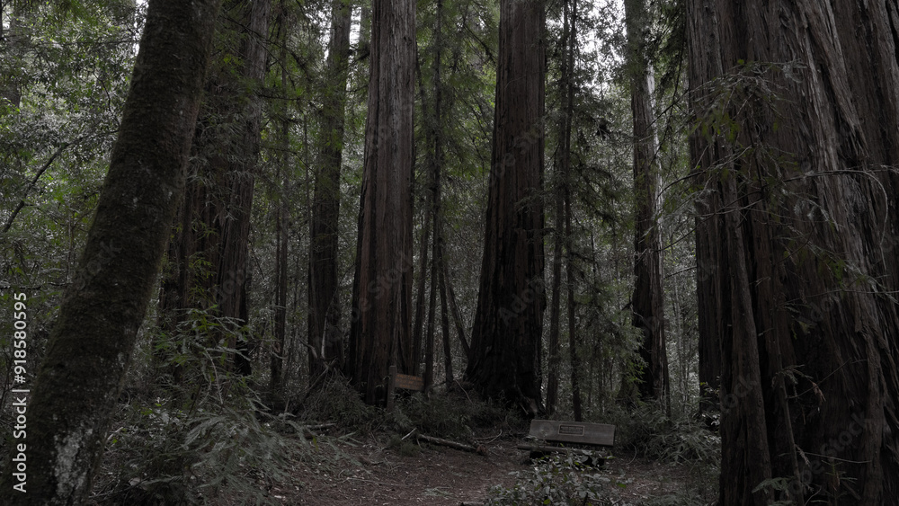 Obraz premium Red wood forest