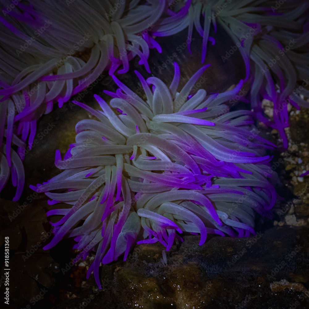 purple anemone flower purple anemone flower