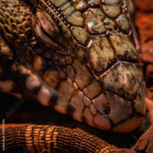 Close up of an iguan