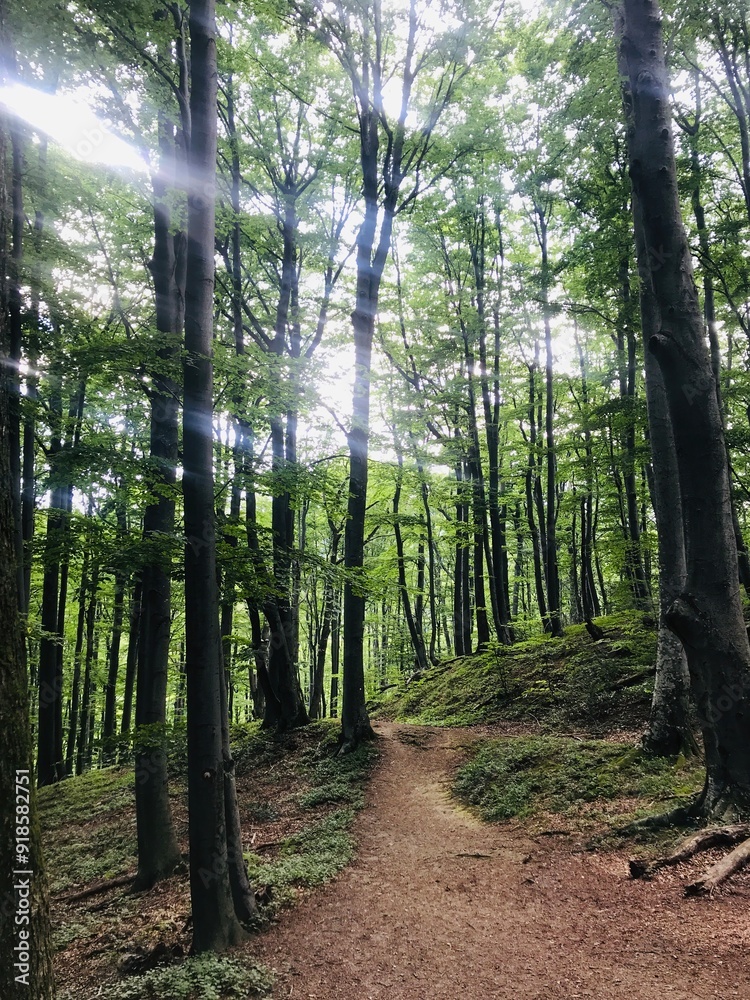Obraz premium path in the forest