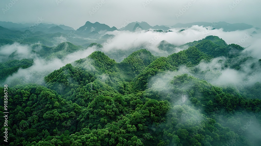 Aerial view of a mountainous forest with low clouds & trees in the foreground Aerial view of a mountainous forest with low clouds & trees in the foreground