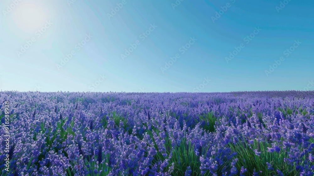 Naklejka premium A field of lavender in full bloom under a clear blue sky.