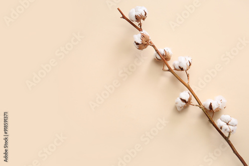 Natural cotton branch with ...