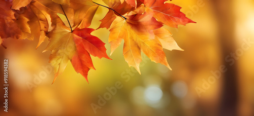 autumn leaves banner background with Bokeh