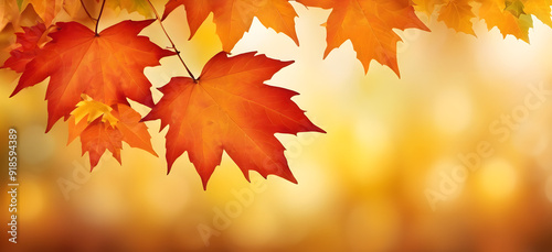 autumn leaves banner background with Bokeh