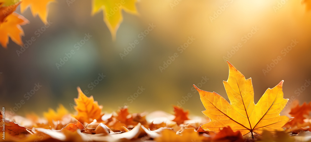 autumn leaves banner background with Bokeh autumn leaves banner background with Bokeh