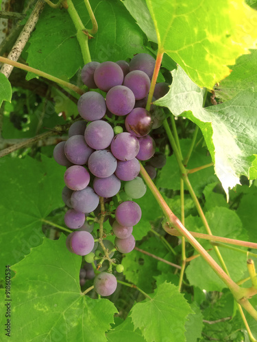 a bunch of purple grapes with the leaves 