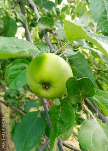 A green apple on the tree