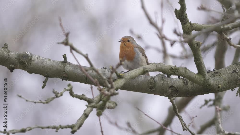 European robin singing