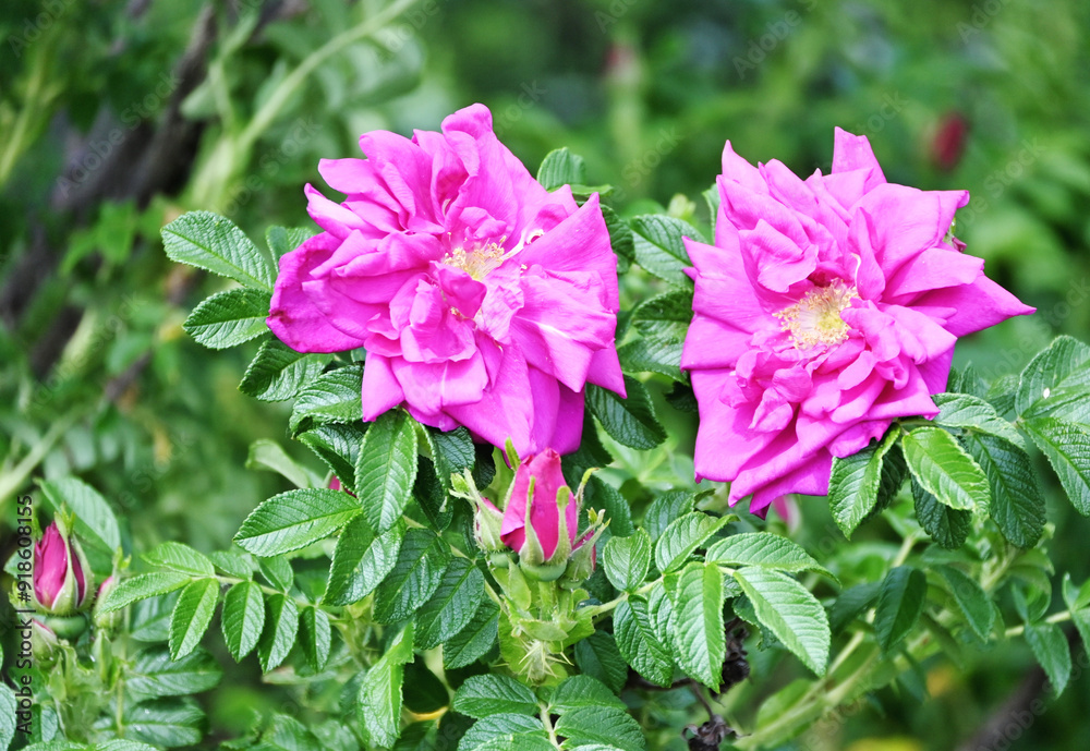Pinkish Flowers Pinkish Flowers