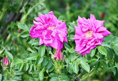 Pinkish Flowers