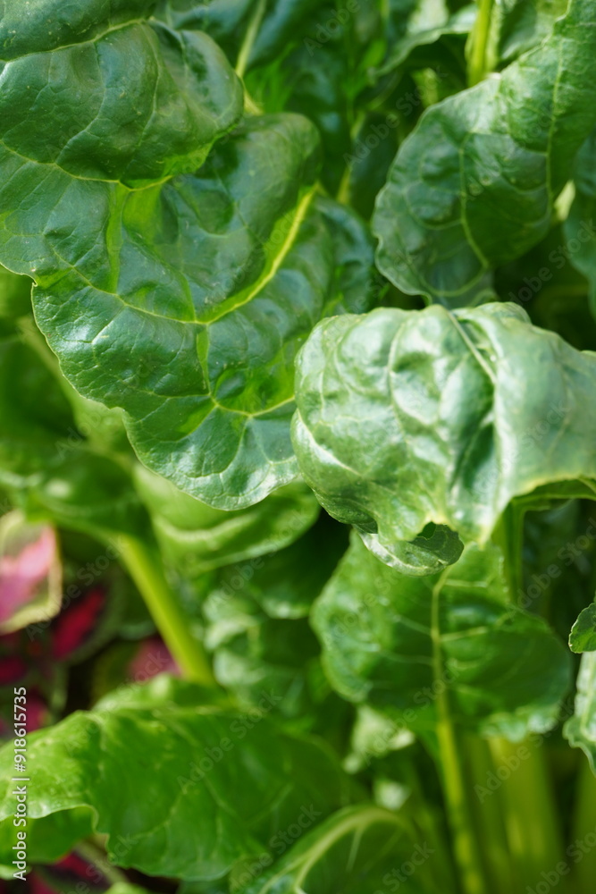 Close up of big green leaves details on a sunny day. Summer 2024. Tallinn, Estonia Close up of big green leaves details on a sunny day. Summer 2024. Tallinn, Estonia