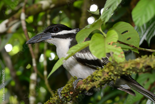 Collared Puffbird Bucco capensis perched in the Amazon rainforest known locally as Arirambadecolarinho photo