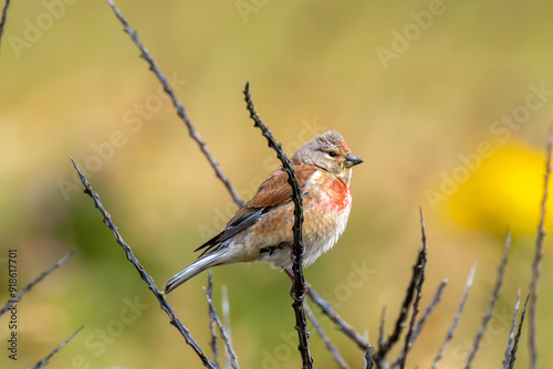 Male Linnet (Linaria cannabina) on Bull Island, Dublin, Ireland photo