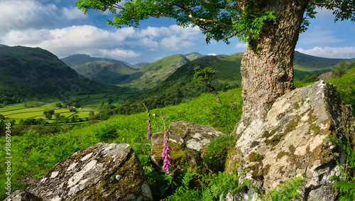 Foxgloves Ferns and Rocks