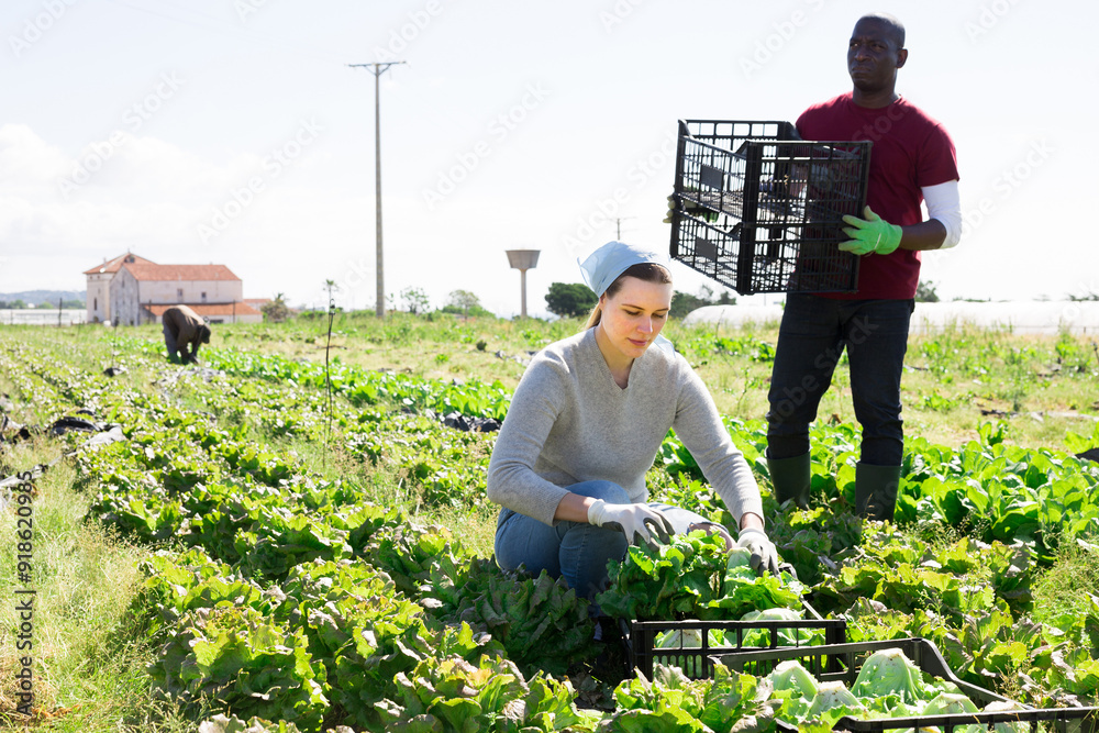 Φωτογραφία Men and woman gardeners picking harvest of cabbage in sunny garden