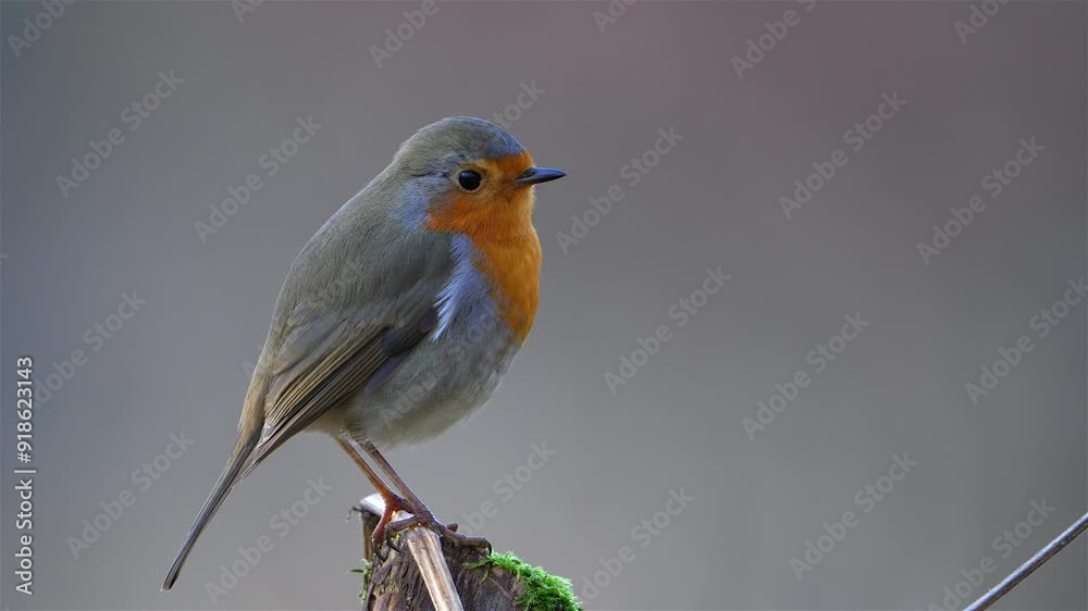 Robin (Erithacus rubecula) Perched on Branch with Clean Background Robin (Erithacus rubecula) Perched on Branch with Clean Background