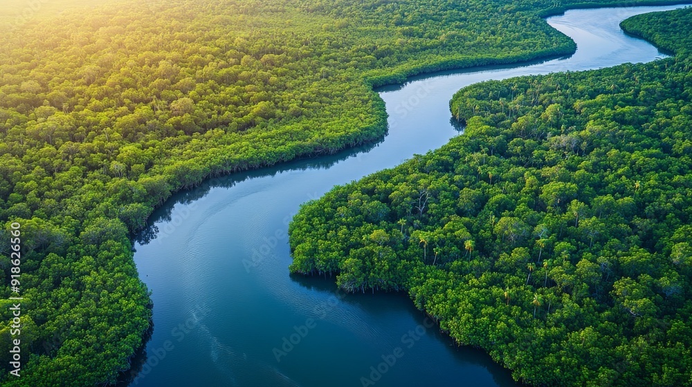 custom made wallpaper toronto digitalAerial view of a winding river flowing through a lush green mangrove forest. The water is a beautiful shade of blue, and the trees are dense and vibrant.