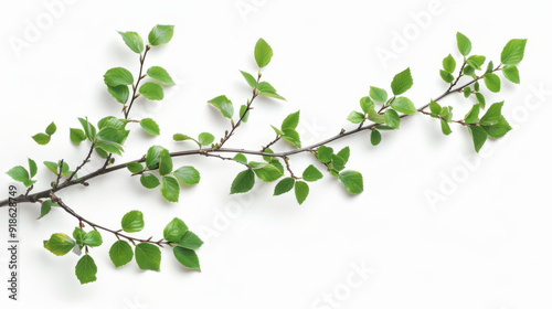 Branch with fresh green leaves, cut out