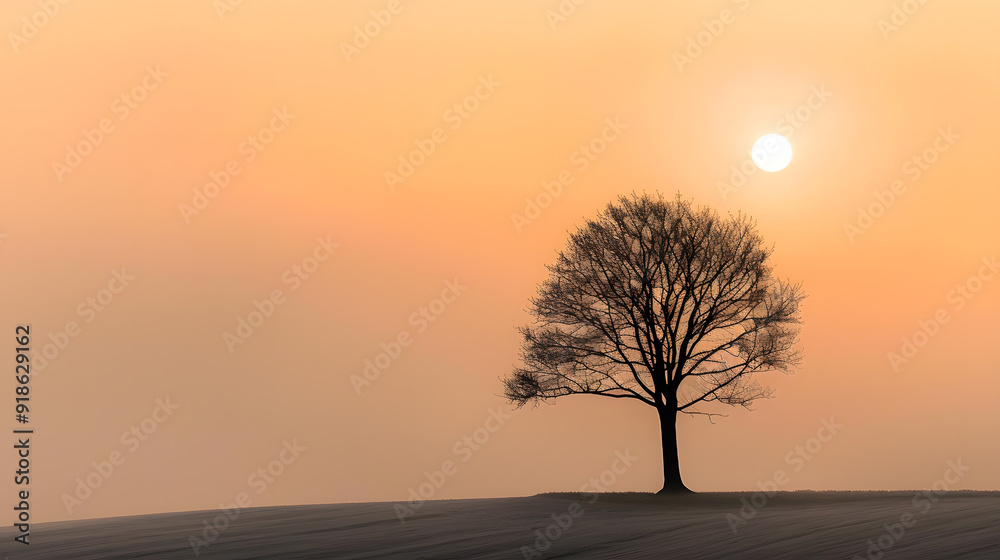 Fototapeta premium A tree stands alone in a field at sunset