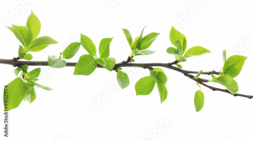 Branch with fresh green leaves, cut out