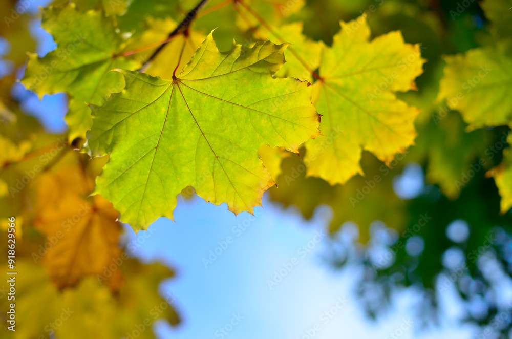 Autumn colored leaves on trees against blue sky Autumn colored leaves on trees against blue sky