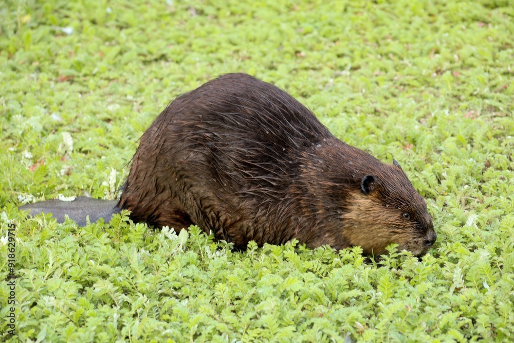 Canadian beaver near the lake. Rodents in the wild Canadian beaver near the lake. Rodents in the wild