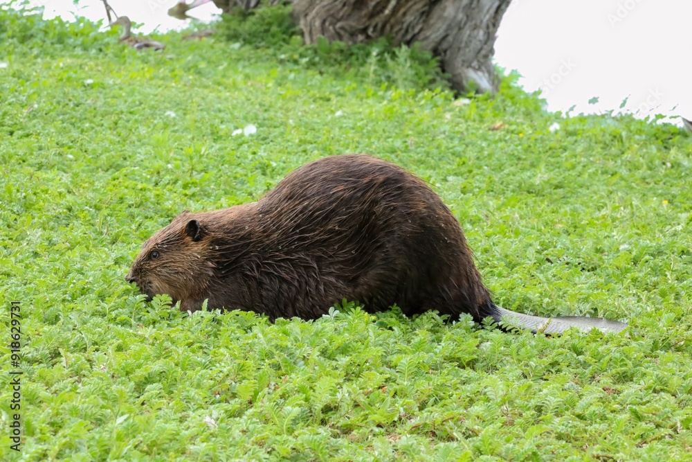 Canadian beaver near the lake. Rodents in the wild Canadian beaver near the lake. Rodents in the wild