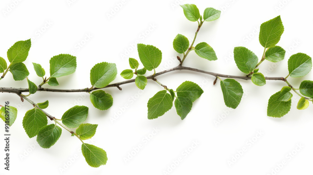 Fototapeta premium Branch with fresh green leaves, cut out