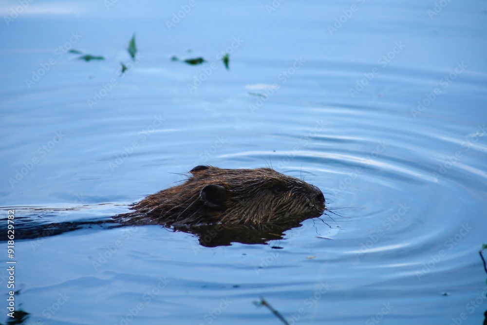 A Canadian beaver swims in a lake. Rodents in the wild A Canadian beaver swims in a lake. Rodents in the wild