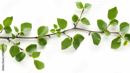 Branch with fresh green leaves, cut out