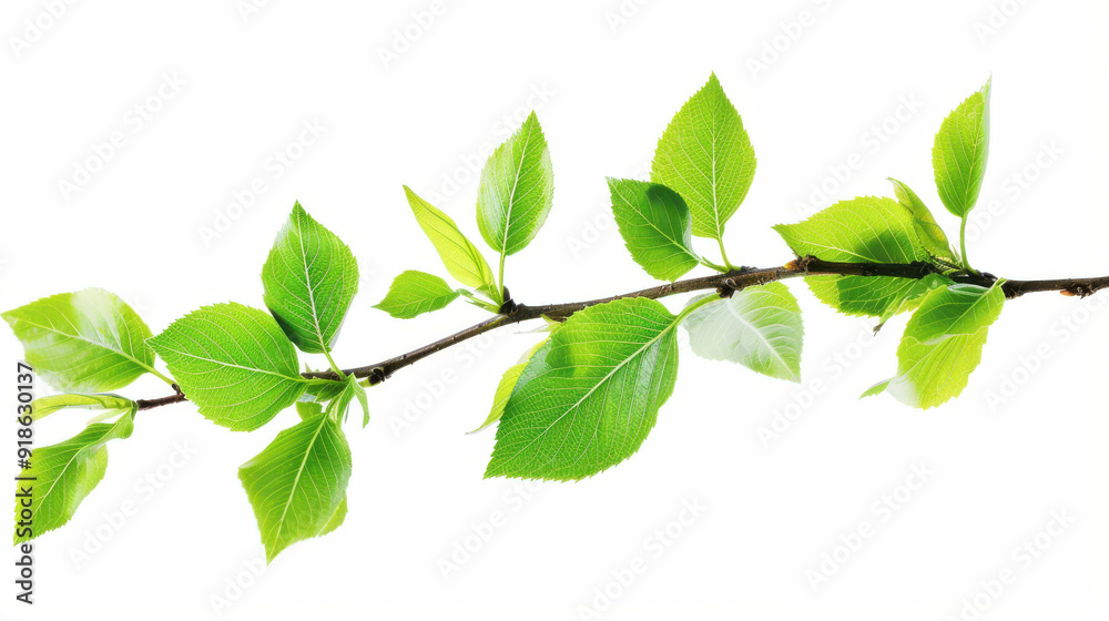 Branch with fresh green leaves, cut out Branch with fresh green leaves, cut out