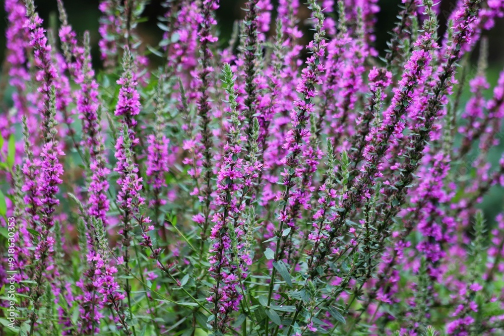 Lythrum salicaria. Purple loosestrife flowers in bloom. Lythrum salicaria. Purple loosestrife flowers in bloom.