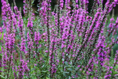 Lythrum salicaria. Purple loosestrife flowers in bloom. 