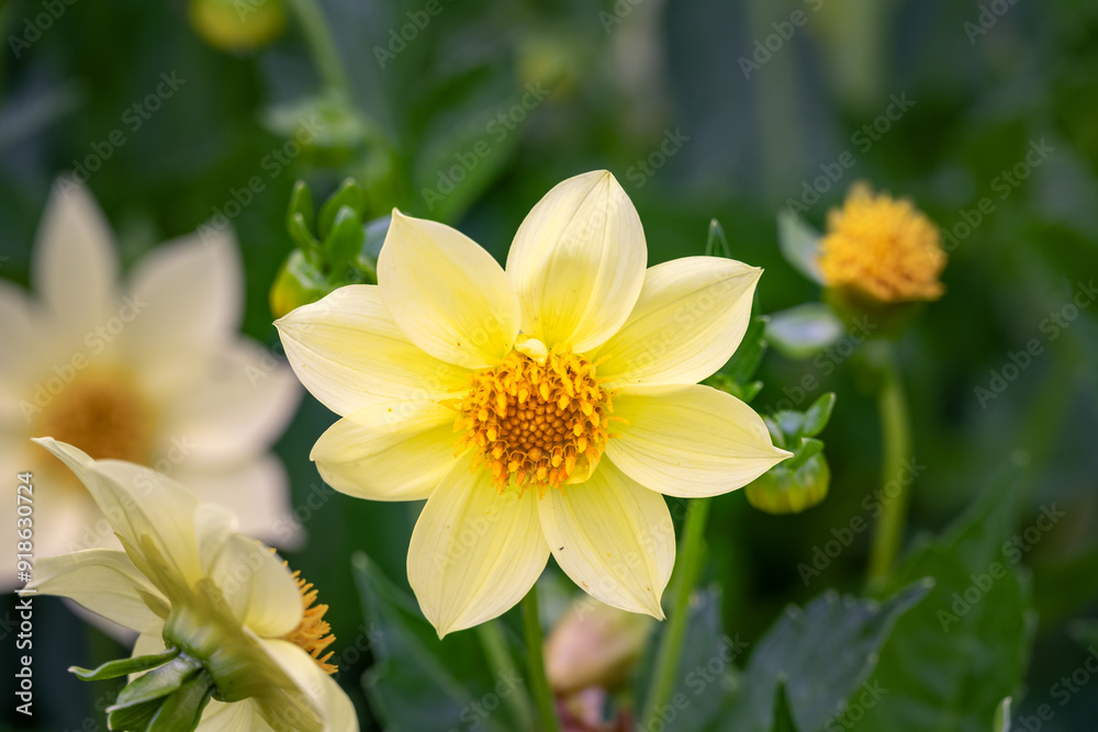 Yellow flower of a dahlia in summer, close up Yellow flower of a dahlia in summer, close up