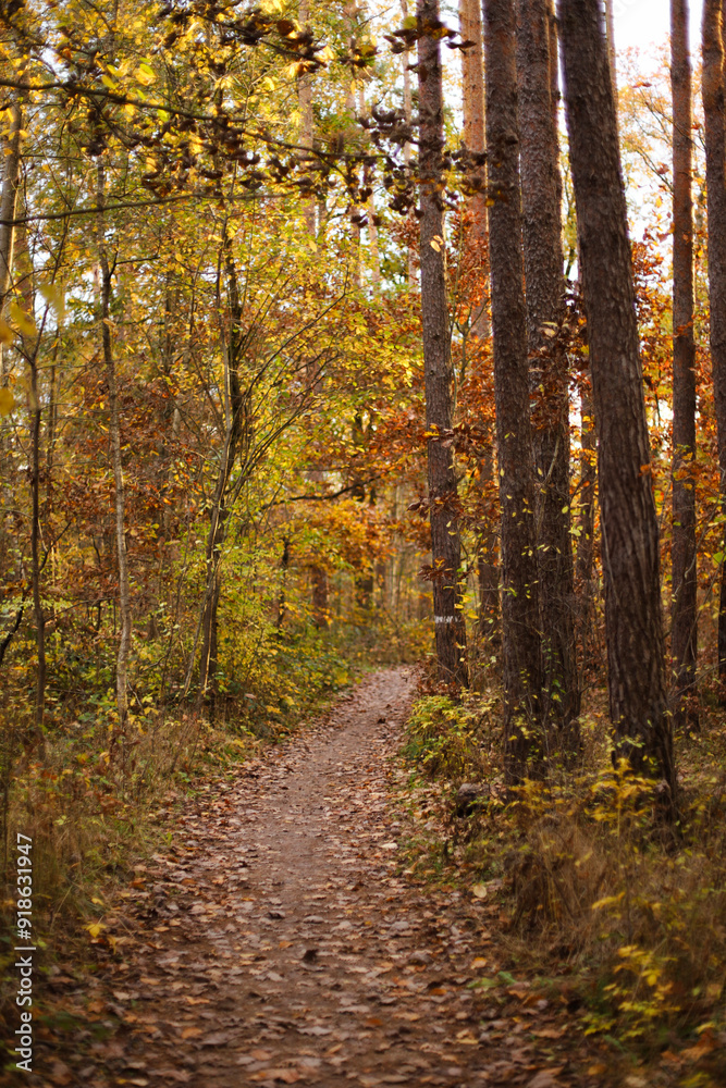 forest in autumn. yellow landscape forest in autumn. yellow landscape