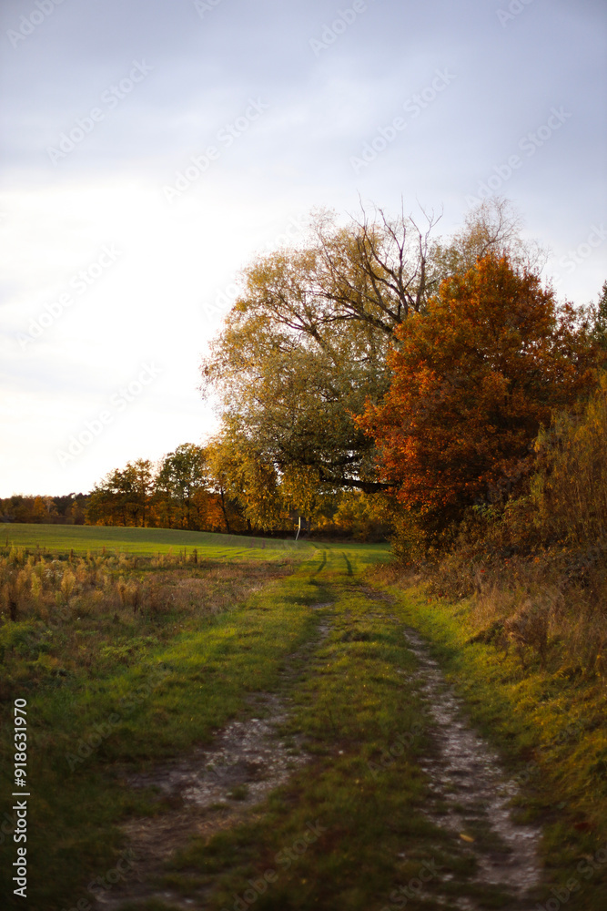 Naklejka premium forest in autumn. yellow landscape